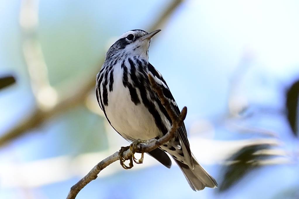 A black-and-white striped bird perches on a branch in the Great Smoky Mountains National Park, looking upwards, with a soft-focus background of light blue and green.