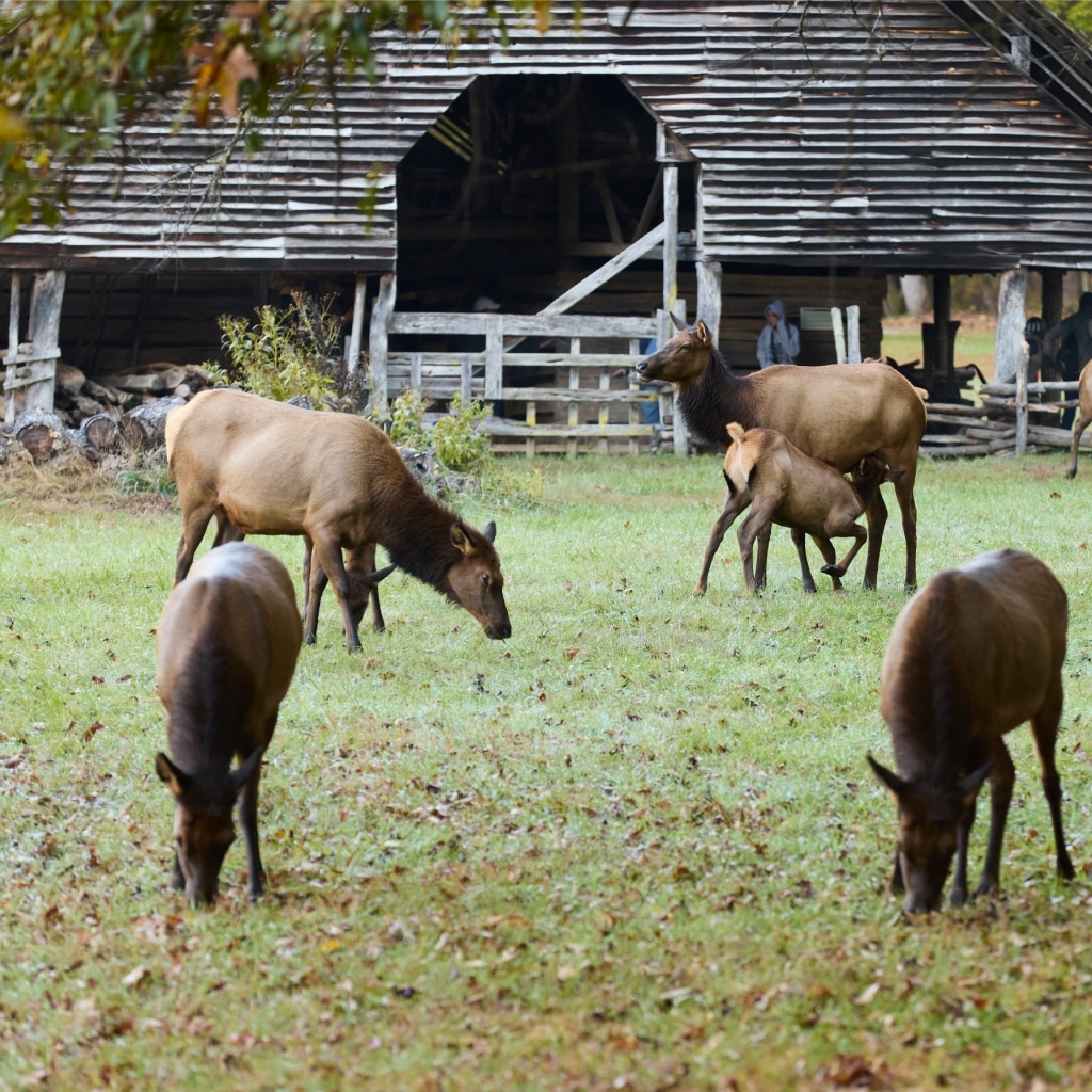 Elk graze in front of a rustic wooden barn surrounded by forest. the setting is serene with lush green grass underfoot and a hint of autumn in the background foliage.