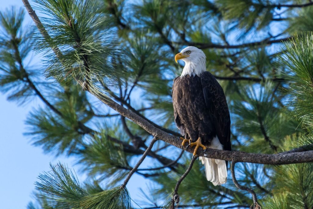bald eagle sitting on a perch