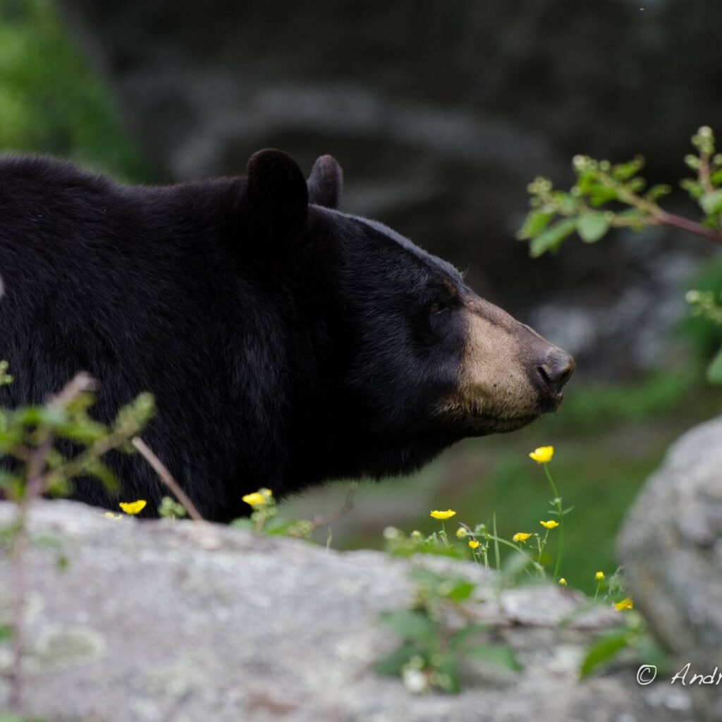 black bear by andrewk24 flickr 1280 1280 70 int c1