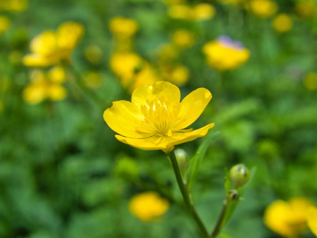 image of the yellow flower of the species ranunculus in the family ranunculaceae. members of the genus are known as buttercups, spearworts and water crowfoots.