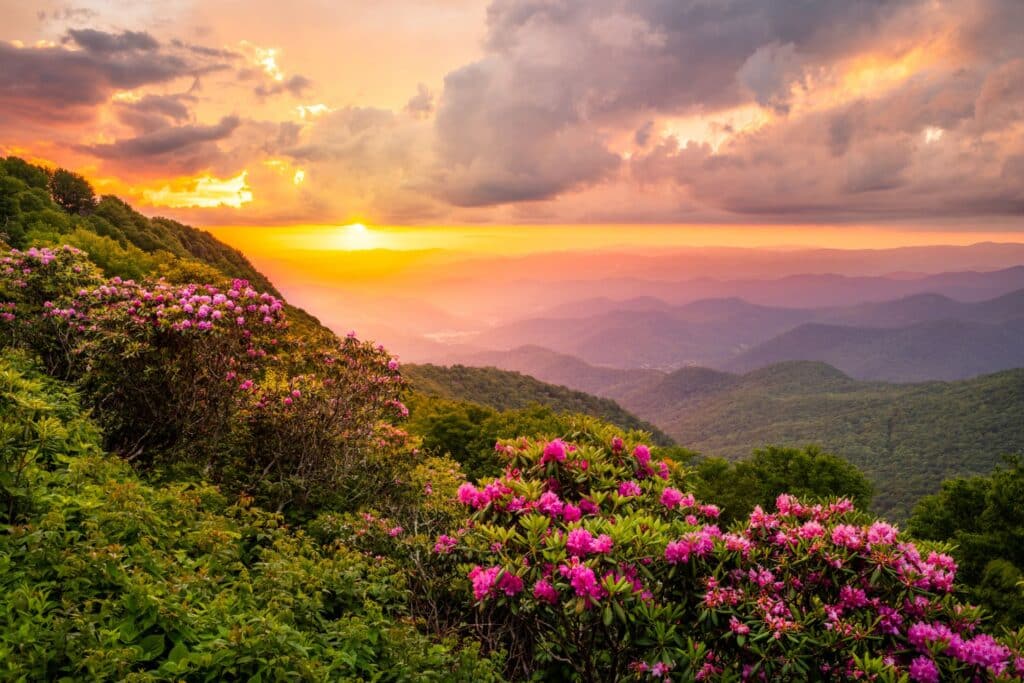 Mountain in spring with beautiful sunrise and pink flowers