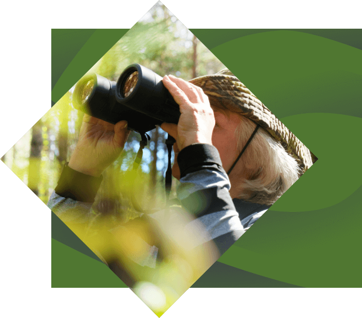 An elderly man in a straw hat using binoculars to look through lush green foliage at Fire Mountain, framed by a dynamic green abstract border.