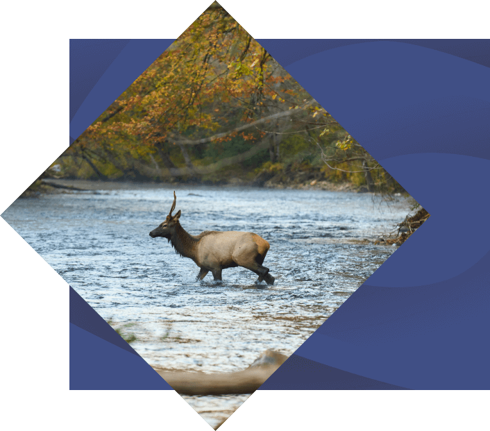 Elk stands midstream in a river surrounded by autumn trees, displayed within a diamond-shaped frame against a blue background.