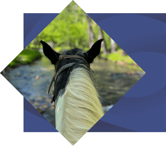 closeup on back of horse from rider view