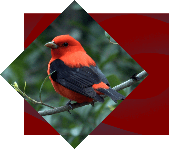 A vibrant scarlet tanager perched on a slender branch, with lush green foliage in the background, framed within a red diamond border.