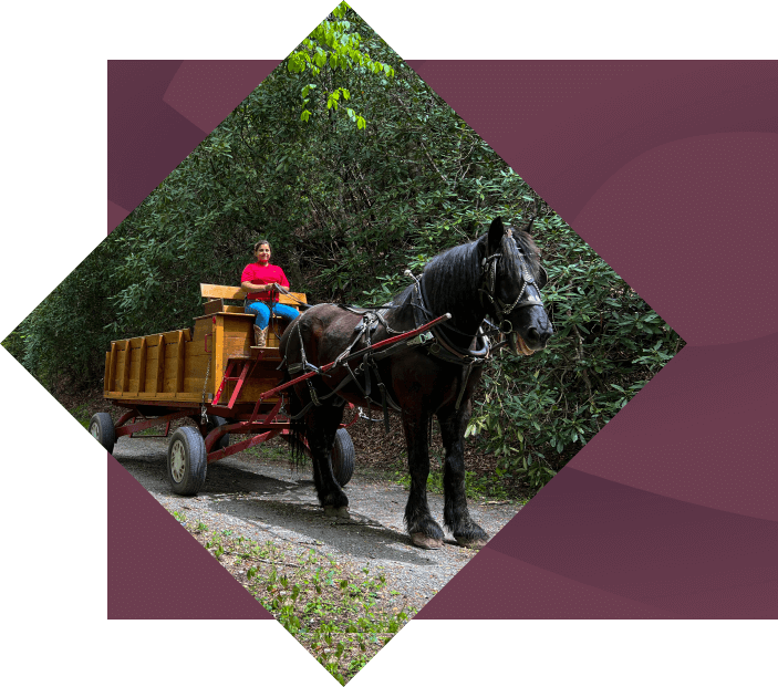 horse pulling trailer with rider