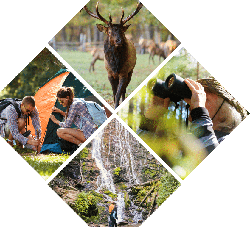 A collage of outdoor scenes perfect for a blog title: a majestic elk in a grassy field, a couple setting up an orange tent, a person using binoculars, and another hiking near a