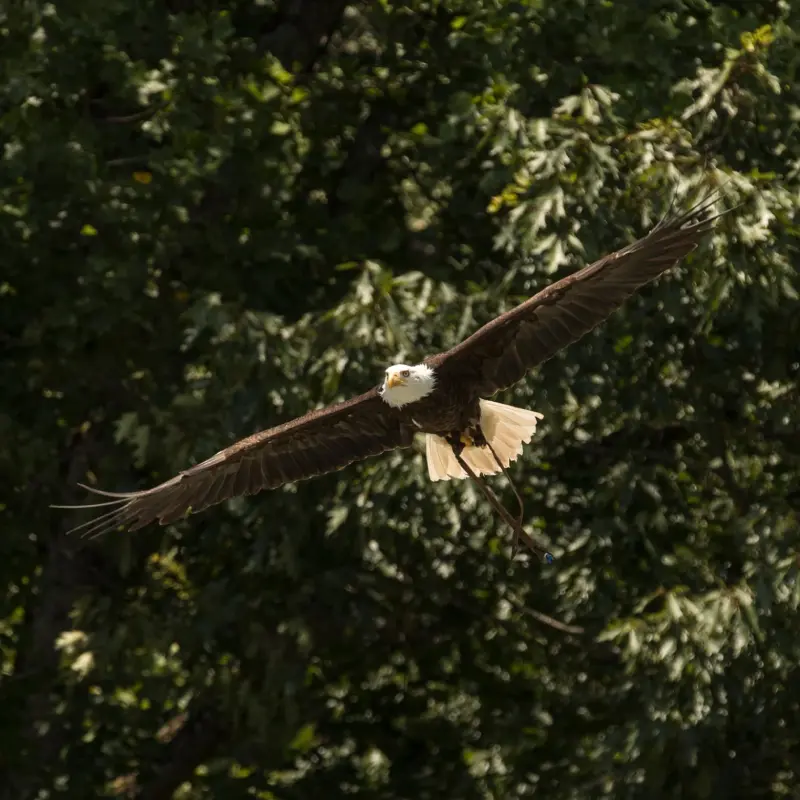 eagle