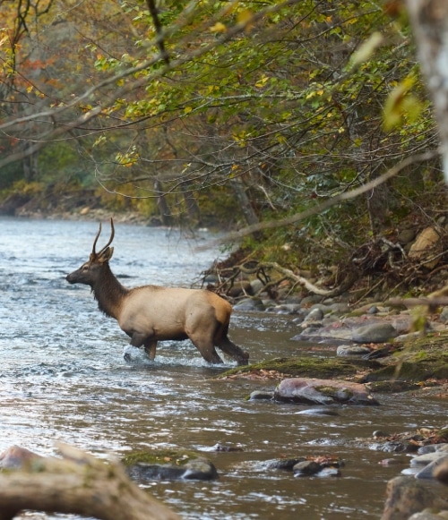 An elk stands in a river surrounded by autumn-colored trees, with salmon visible in the water.