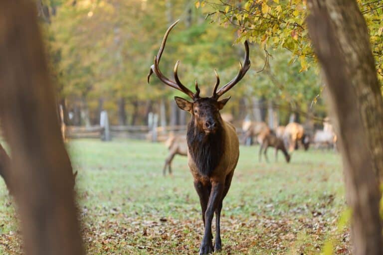 elk in cherokee