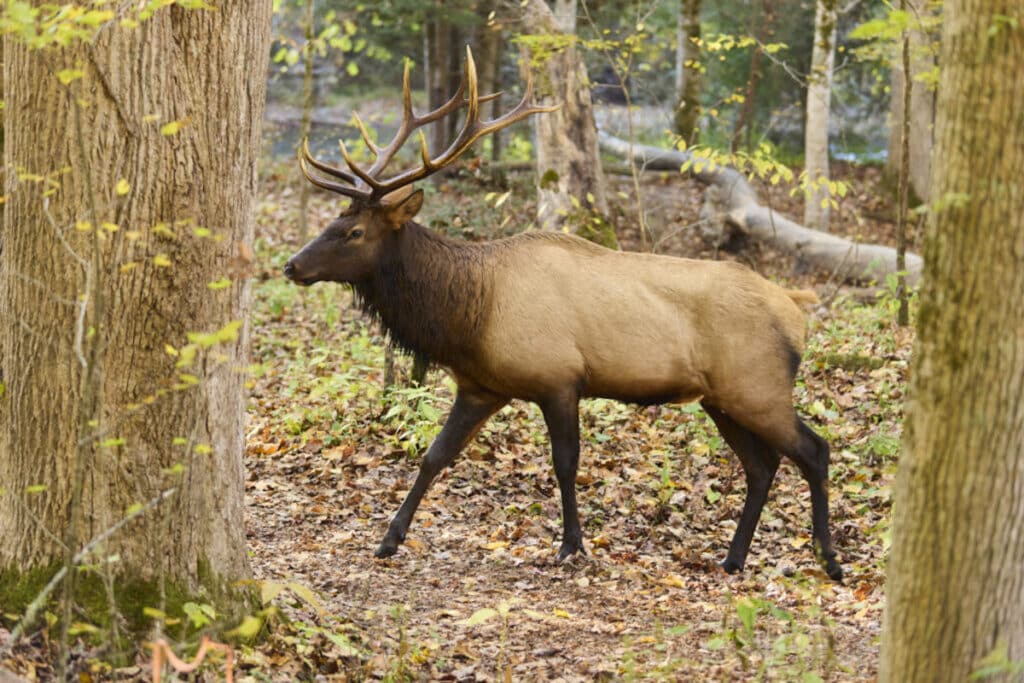 elk in the woods