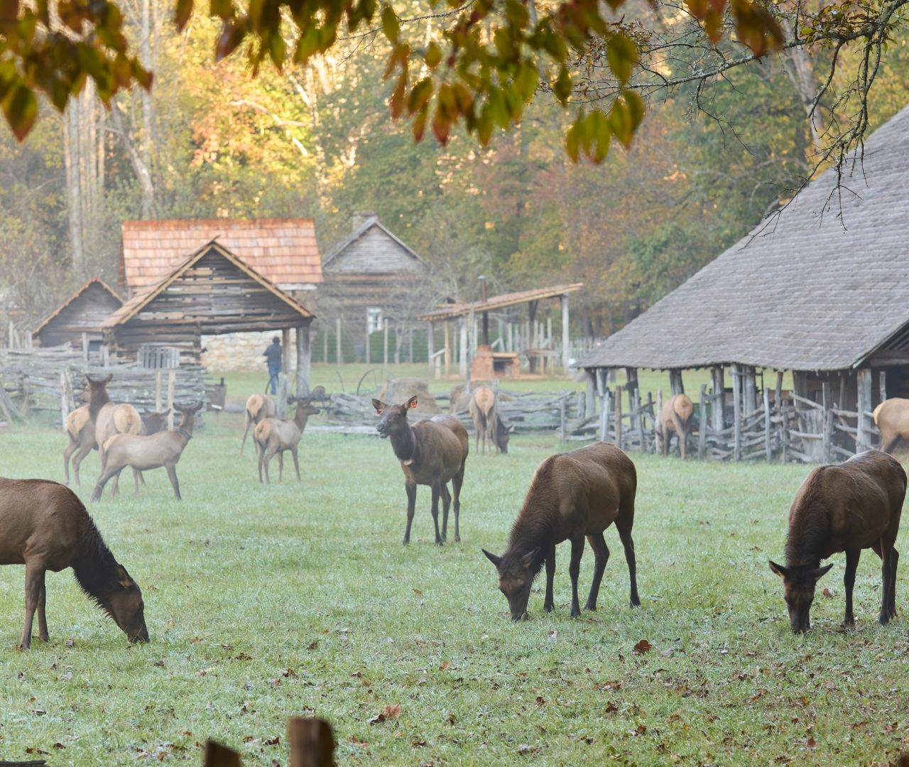 elk grazing the fields of the cherokee welcome center