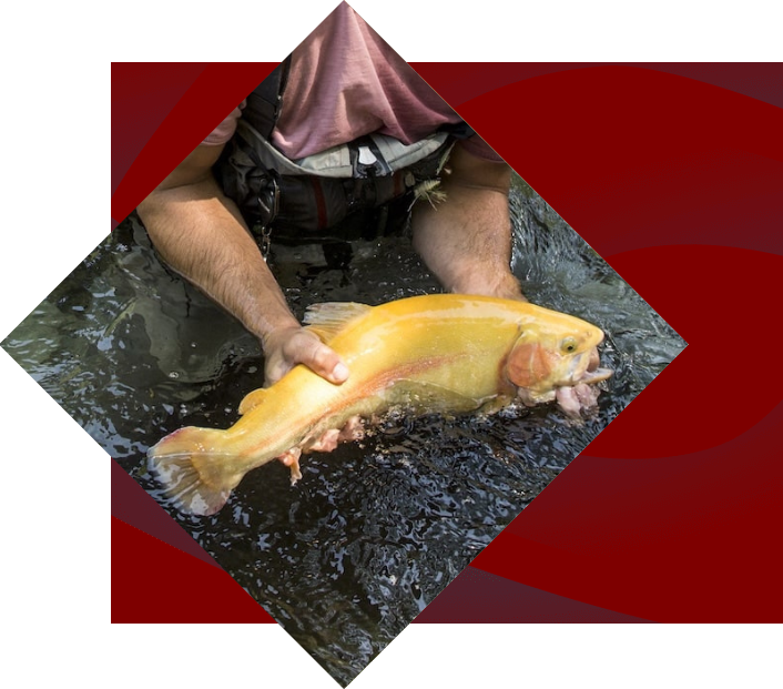 fisherman holding a golden trout in the Oconaluftee River