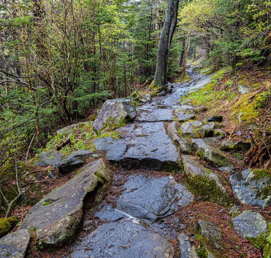 forney ridge trail