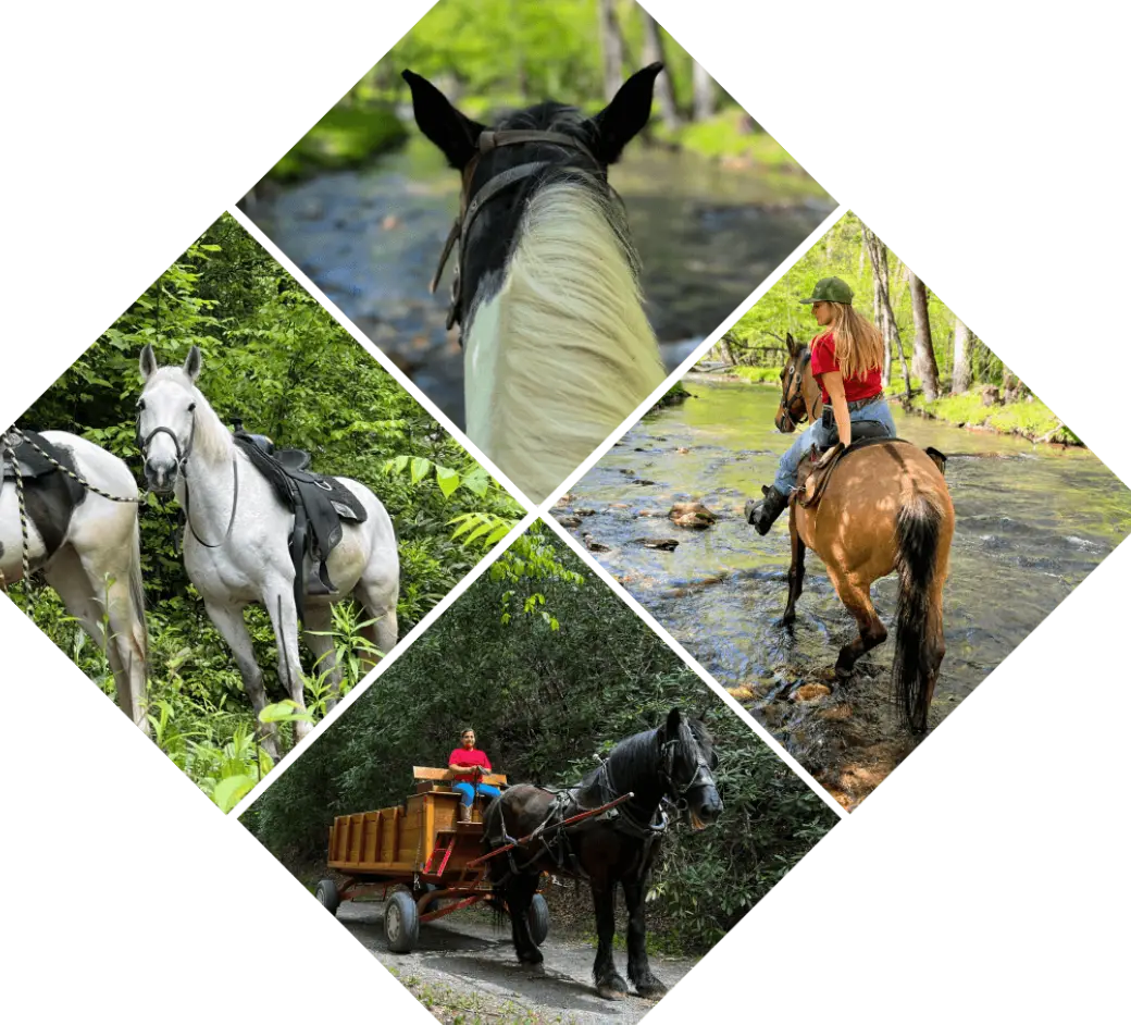 horseback riding collage