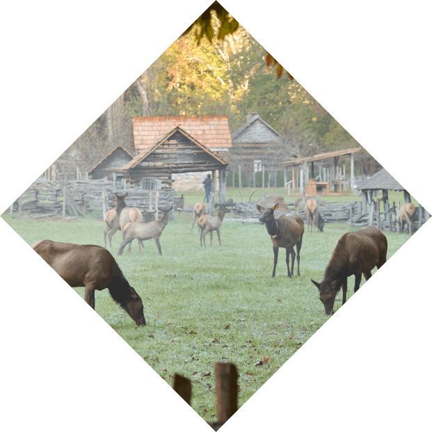 elk graze in a grassy field with an old wooden barn and trees in the background. two elk face the camera while the others are turned away.