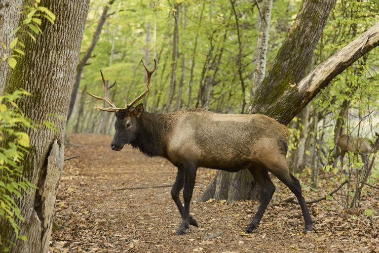 An elk, America’s Historic Mammal, with a large set of antlers stands in the middle of a forest trail, surrounded by tall trees, in a tranquil woodland setting.