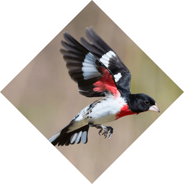 A rose-breasted grosbeak in mid-flight, displaying its striking black, white, and vivid rose-red plumage against a soft-focus natural background.