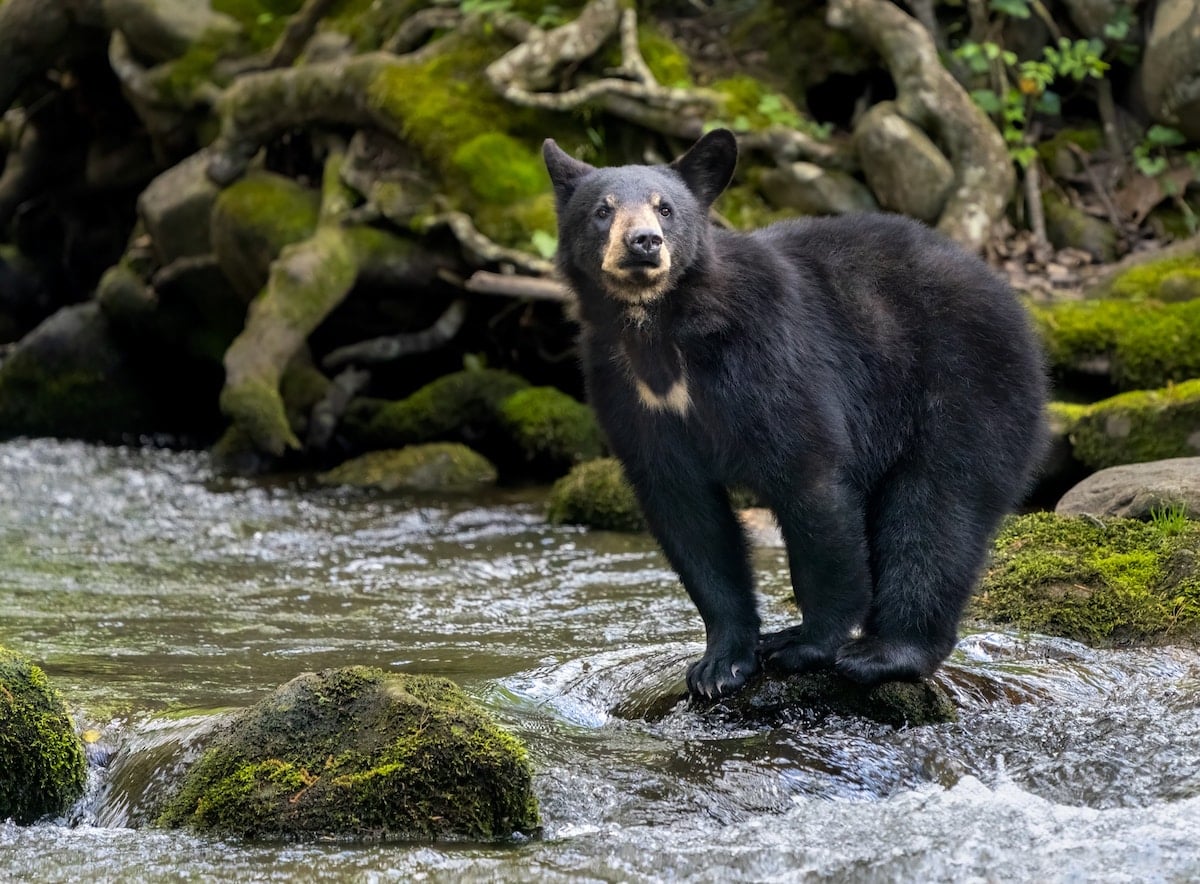 black bear cub crossing a mountain stream