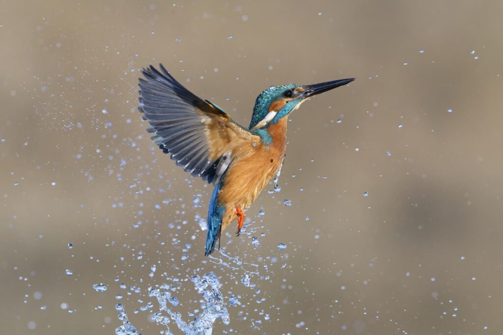 kingfisher bird