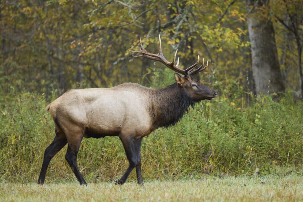 elk in nature