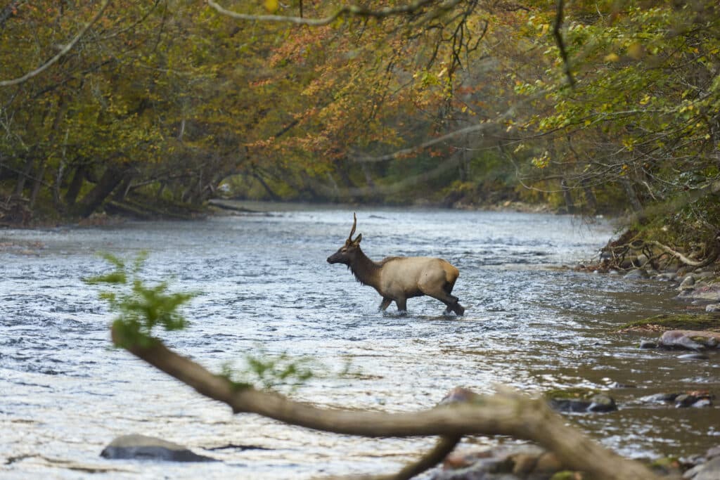 elk crossing oconaluftee river