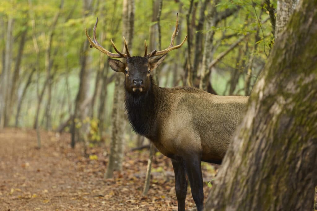 elk behind a tree