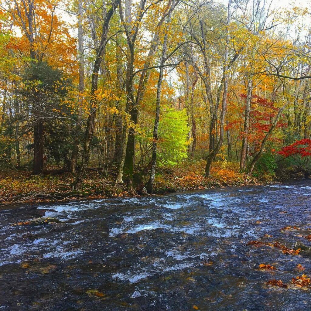 A vibrant autumn scene in Cherokee, NC, showing a swift river flowing through a forest with trees displaying a variety of fall colors including yellows, oranges, and reds.