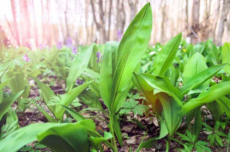 How to Sustainably Forage Ramps
