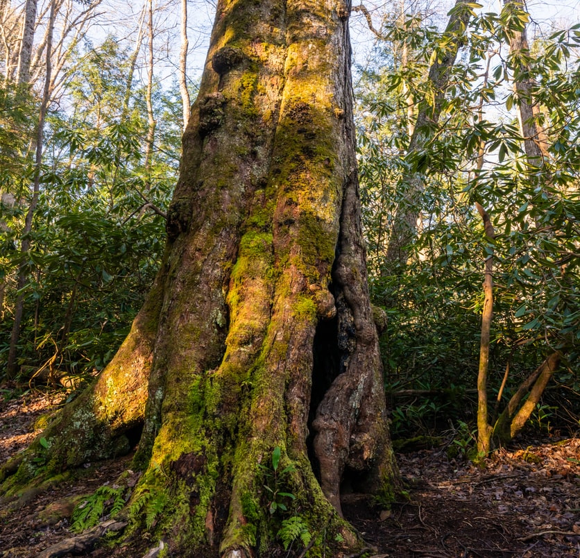 tree at albright cove