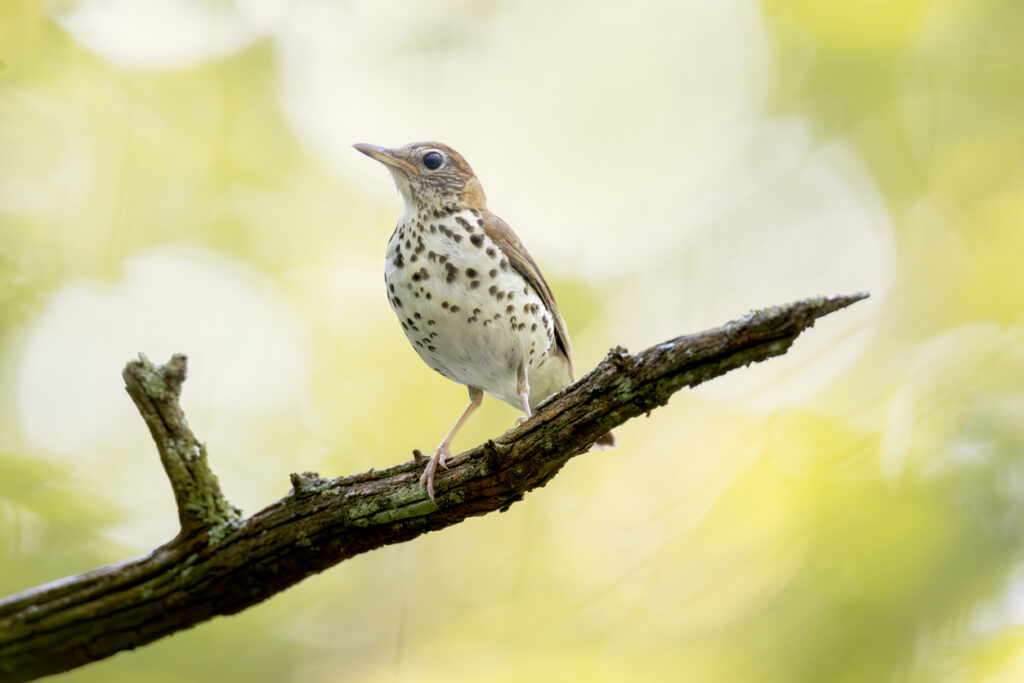 wood thrush bird